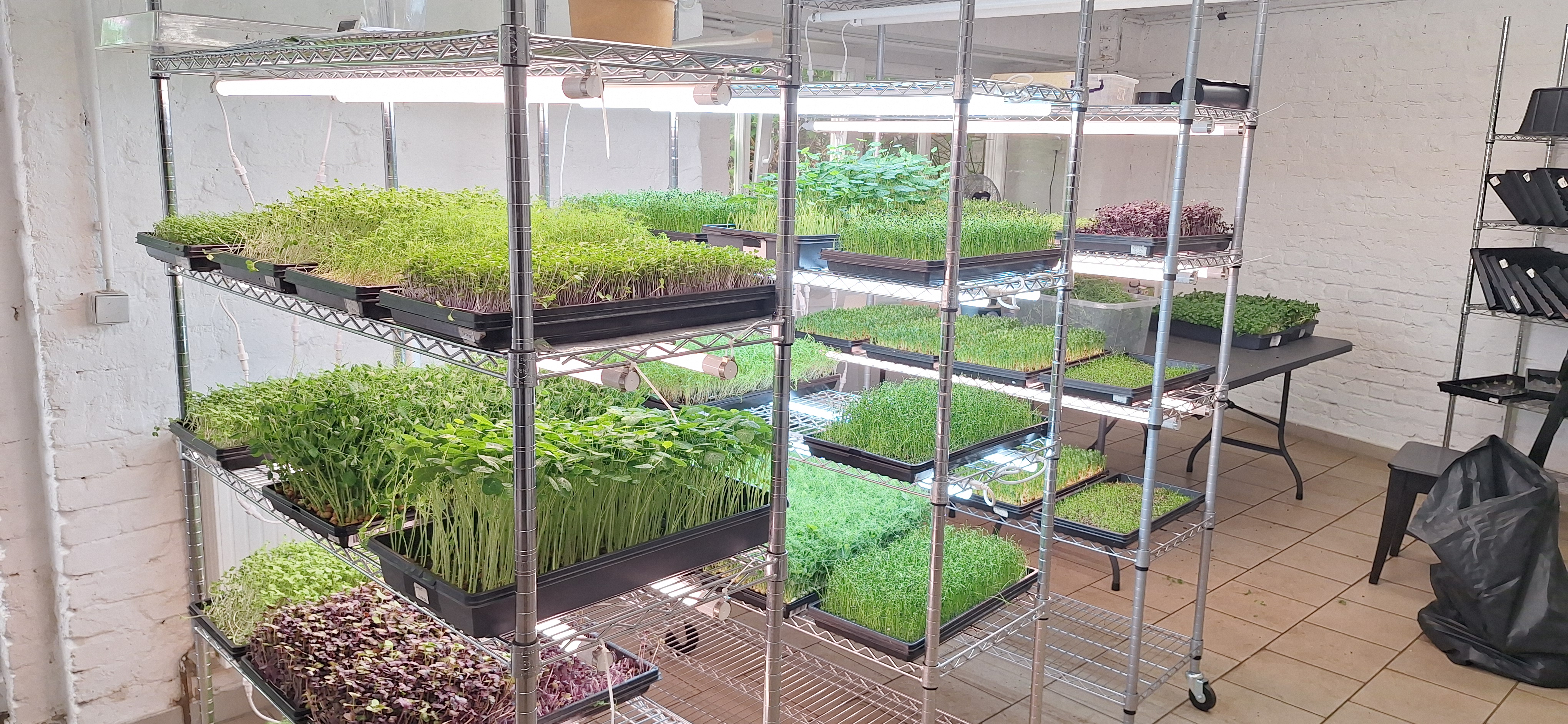 Growing cart with microgreens