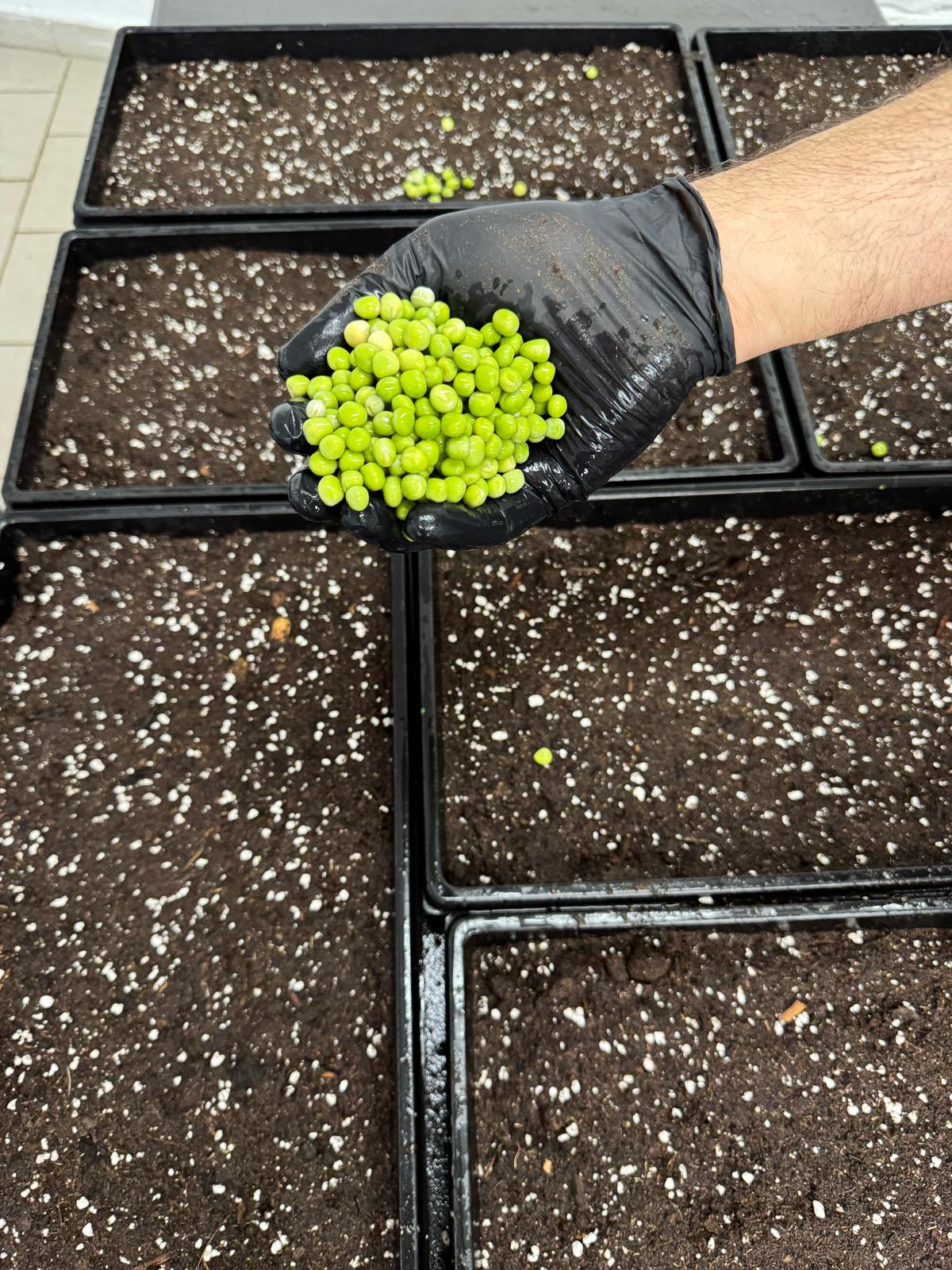 Soil substrate in growing trays