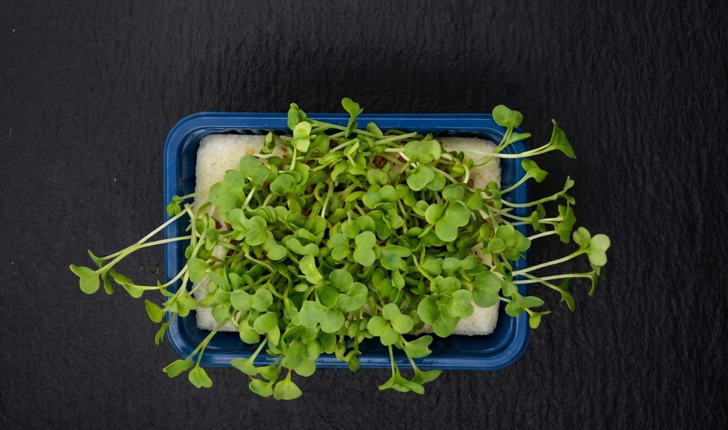 Import in blauer Plastikverpackung auf dunklem Schiefer