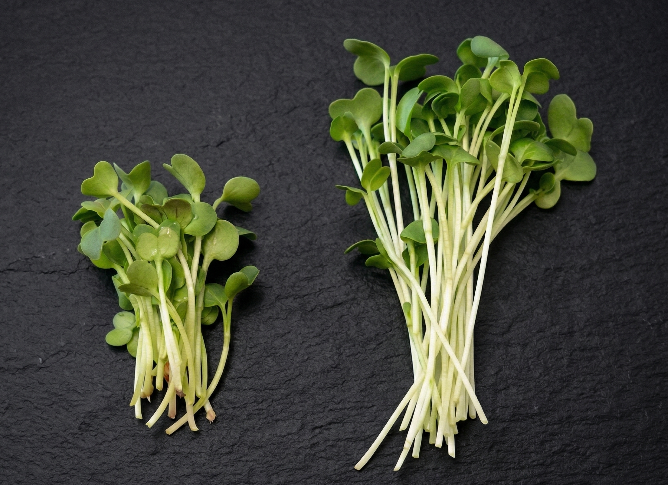 Belarro vs. Import Rettich auf dunklem Schiefer