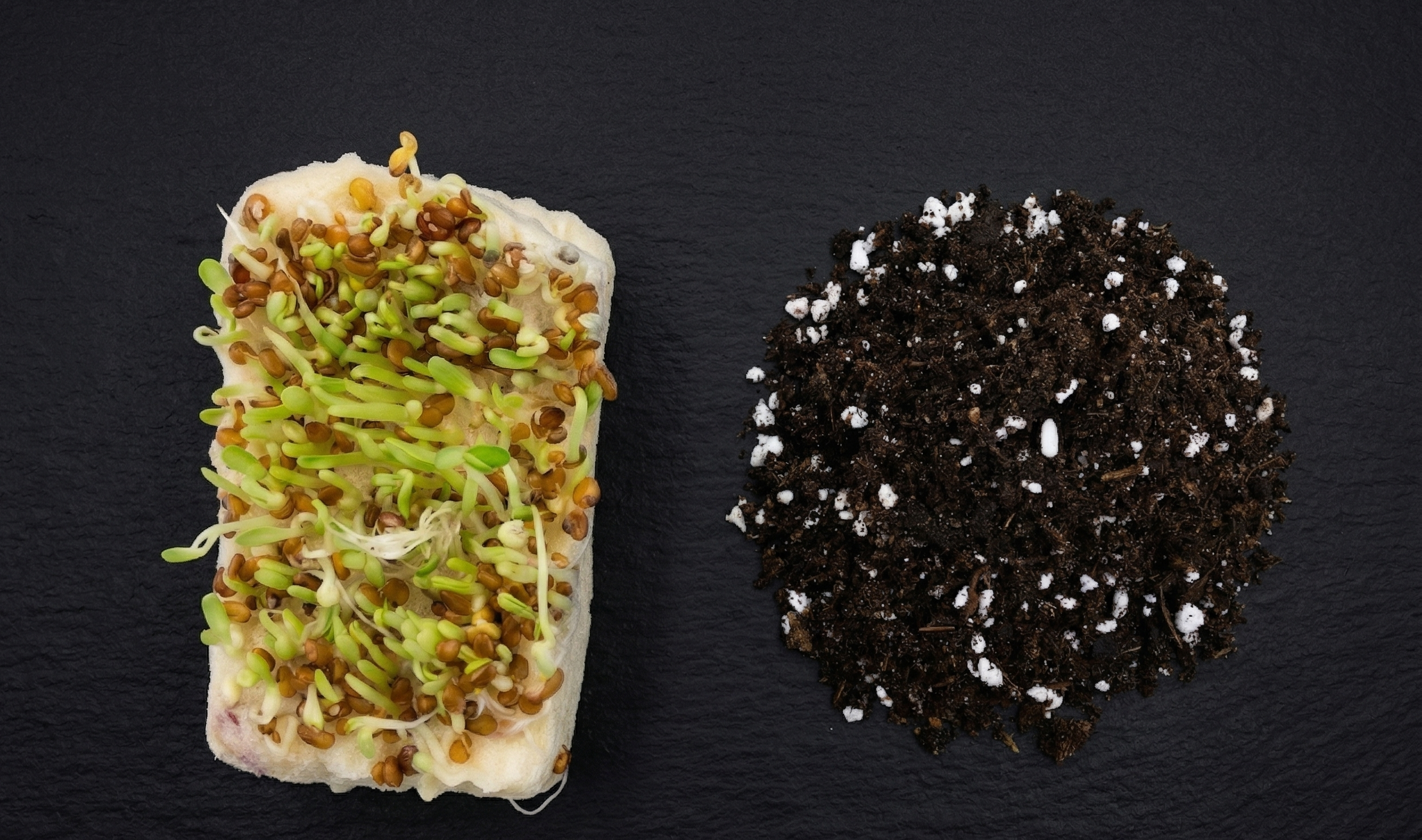 Schwamm vs. Erde auf dunklem Schiefer